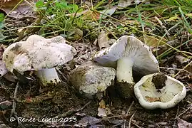 Photographie de quatre champignons massifs blanchâtres dont deux montrent leurs lames également blanchâtres.