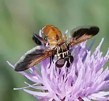Trichopoda pictipennis, Espagne