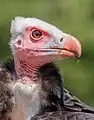 Vautour à tête blanche au Vogelpark Steinen (de), Allemagne. Juillet 2023.