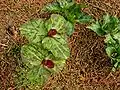 Trillium chloropetalum