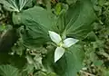 Trillium flexipes
