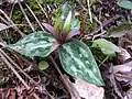 Trillium reliquum