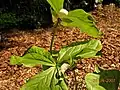 Trillium rugelii