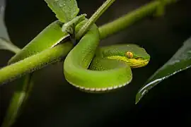 Jeune femelle dans le parc national de Kaeng Krachan
