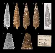 Hedleytriphora elata.