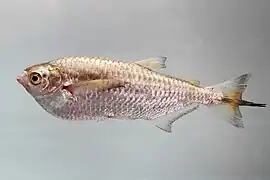 Triportheus angulatus