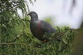 Pigeon trocaz