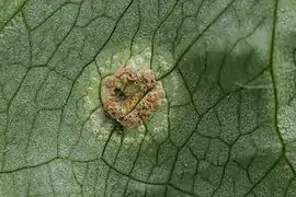 Sur Puccinia sessilis parasitant Arum maculatum.