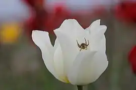 Spécimen blanc, lac Manytch-Goudilo.