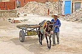 Attelé sur un chantier de construction (Métlaoui, 2012).