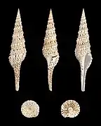Turris crispa (en), un Turridae.