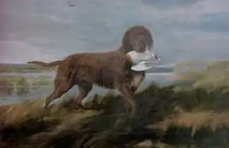 "Water Spaniel"