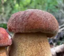 Chapeau pruineux, au moins chez les jeunes sujets.