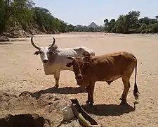 Zébus (Bos indicus) dans la vallée de l'Omo en Éthiopie.