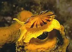 Tylodina perversa, un Umbraculida