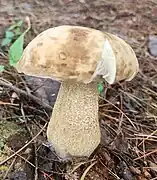 Bolet amer (Tylopilus felleus), immangeable (amertume)