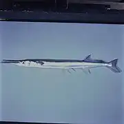 Tylosurus acus acus.