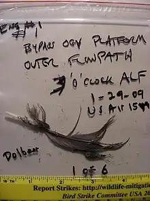 Photo d'un sac de preuves contenant une plume retrouvée dans le moteur de l'avion. Le sac contient également plusieurs inscriptions indiquant sa provenance.