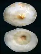 Coquille d'Umbraculum umbraculum.
