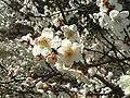 Fleurs de prunus mume.
