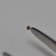 Une graine de Cymbalaria muralis accrochée à une pince à timbre.