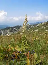 Plante à fleur avec une longue tige et des pétales blancs dans une prairie d'altitude.