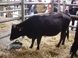 photo couleur d'une vache noire à raie dorsale sombre et courtes cornes. Le mufle noir est cerclé de blanc.