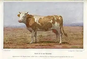 Image illustrative de l’article Gessienne