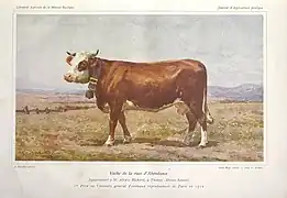 vache de la race Abondance