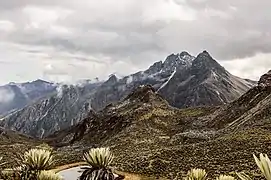 frailejones dans le paramo, merida.