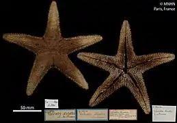 Valvaster striatus séchée (MNHN)