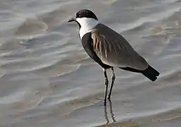 Vanneau à éperons.