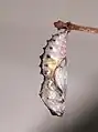chrysalide de la sous-espèce pholoe