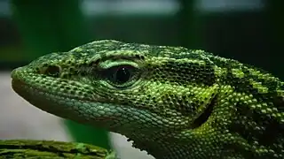 Ménagerie du jardin des plantes - Paris/France