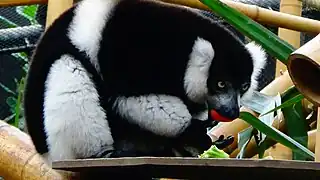 Repas de fruits au parc zoologique de Paris.