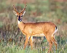 Le cerf des pampas ou Ozotoceros bezoarticus vit dans les diverses régions du Chaco, mais surtout au Brésil.