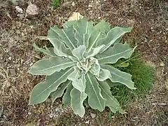 Rosette de la 1ere année