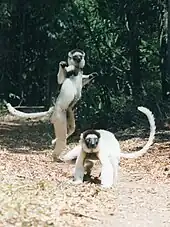 Deux sifakas de Verreaux se déplaçant sur le sol.