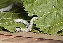 Vers à soie dans la magnanerie du château.