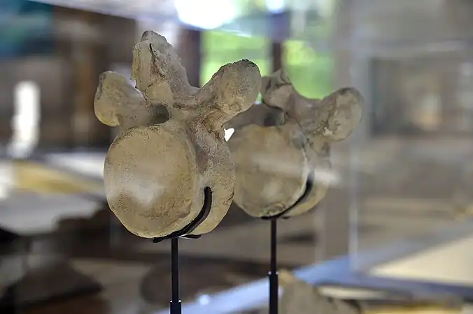 Vertèbres du plésiosaure du tuffeau d'Anjou, Muséum d'Angers