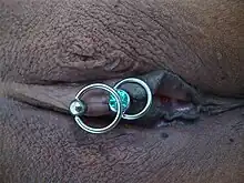 Photographie d'une piercing terminé à chaque extrémité par une perle ou un cabochon traversé par un anneau argenté.