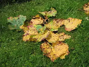 Feuilles de rhubarbe jaunies par du Verticillium.