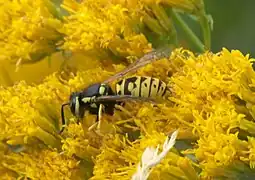 Vespula atropilosa
