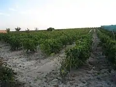 Vigne en été.