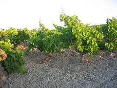 Raisin en cours de maturation.