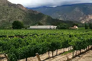 Cafayate, province de Salta.