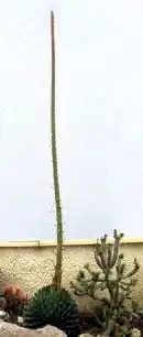 Hampe florale de victoriae-reginae