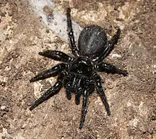 Photo de l'atrax robustus.