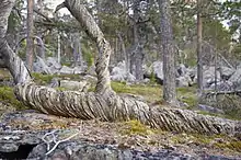 Arbre mort dans une forêt.