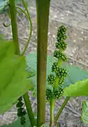 Jeune grappe d'une vigne cultivée.